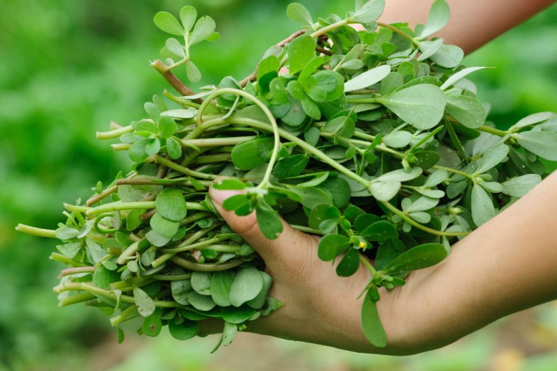 Loại rau người Trung Quốc coi là "rau trường thọ": Mọc đầy Việt Nam nhưng hay bị nhổ bỏ