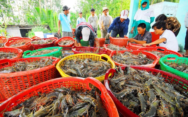 Trung Quốc trở thành động lực lớn nhất cho xuất khẩu tôm tháng 10