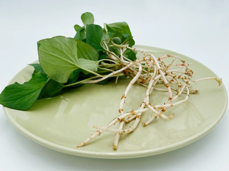 Loại rau người Trung Quốc ví là "rau thần": Mọc đầy Việt Nam nhưng nhiều người sợ không ăn