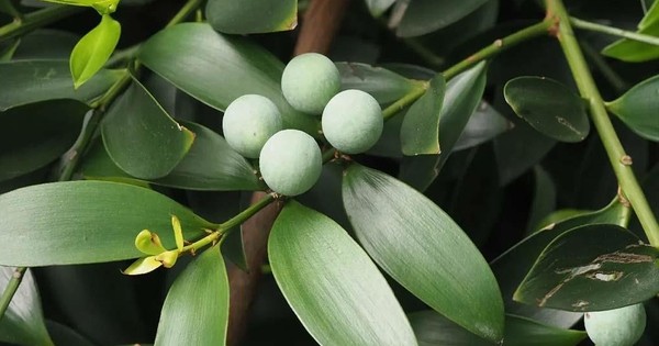 Loại cây “giữ tiền", mang lại bình an: Nhiều nhà trồng mà không biết nó có tác dụng giải độc