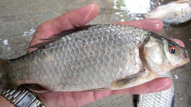Loại cá nhỏ, rẻ nhưng được thầy thuốc xưa gọi là ‘đại bổ’, nhiều nhà nấu mãi mà không biết giá trị thật