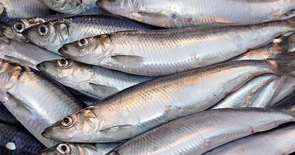 Cá hồi chỉ đứng thứ 3 trong bảng xếp hạng omega 3, loại cá bình dân bán đầy chợ Việt mới là "trùm cuối"
