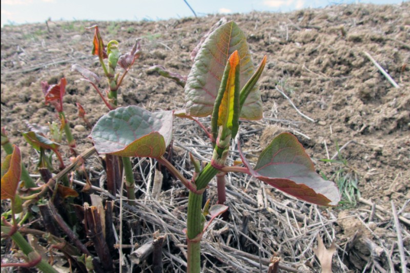 Loài cây là "ác mộng kinh hoàng" khiến các chủ đất “mất ăn mất ngủ”: Rễ đâm thủng cả bê tông, phá hủy hết móng nhà