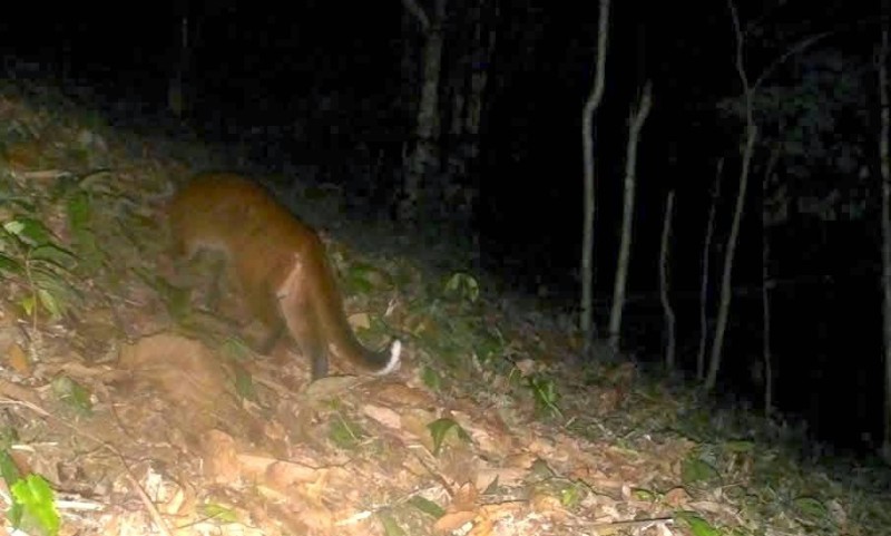 "Báu vật" trong Sách Đỏ xuất hiện trong đêm ở khu rừng lớn nhất xứ Nghệ: Quý hiếm bậc nhất Việt Nam