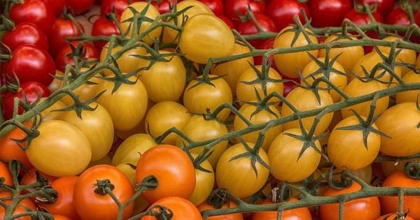 Loại cà chua này giúp chống 6 loại ung thư, nhưng ăn sai cách chẳng khác nào “tự hại thân”, thèm mấy cũng nên tránh