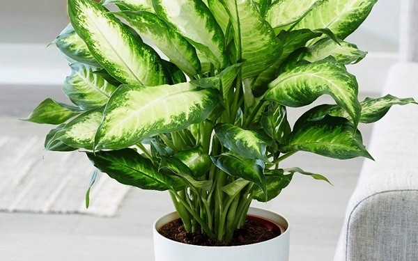 4 cây cảnh không để ở trong phòng ngủ vì ảnh hưởng không tốt cho gia chủ: 1 loại cây rất được yêu thích