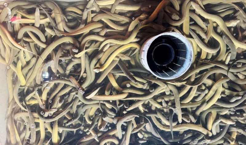 Nuôi loài cá dân dã được ví là "nhân sâm dưới nước" theo cách 'đặc biệt': Anh nông dân có thu về 6,6 tỷ/năm