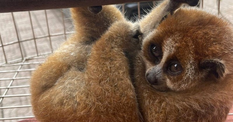 Nghe tiếng động lạ trong vườn, người dân phát hiện loài vật quý hiếm nặng 300g, thuộc sách đỏ Việt Nam