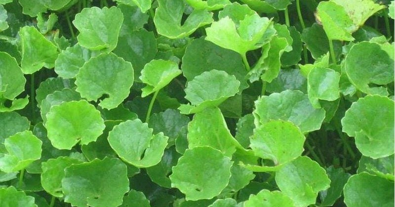 Ra chợ gặp rau này nên mua luôn, rẻ tiền mà chống rụng tóc “thần sầu”, giúp tóc con mọc lên tua tủa