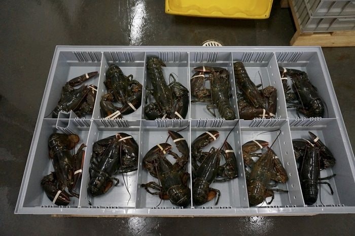 Phát hiện 3 vali chứa 90.000 con tôm hùm xanh trị giá 6,7 tỷ đồng ở sân bay Đà Nẵng, công an triển khai các biện pháp nghiệp vụ vào cuộc