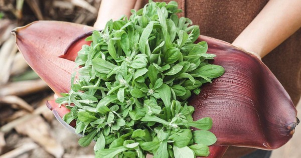 Từng bị coi là cỏ dại, 5 loại rau này được săn lùng như "đặc sản thiên nhiên": Ăn đúng rất tốt cho sức khỏe