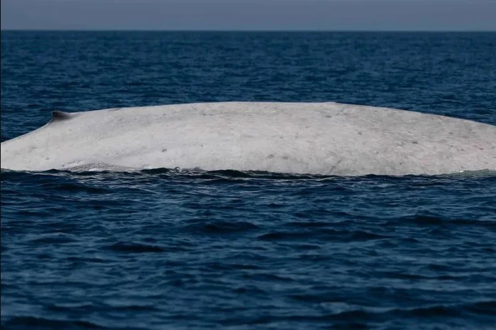 Ngư dân tưởng nhìn nhầm khi thấy sinh vật trắng toát giữa biển, chuyên gia xác nhận: Tỷ lệ chỉ 0,0025%