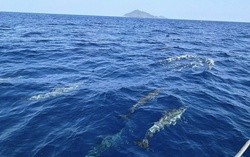 Tuần tra tưởng ảo giác khi thấy hơn 100 sinh vật trồi lên giữa biển, chuyên gia nói: Hiện tượng cực hiếm