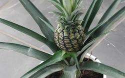 Loại quả được mệnh danh là "vua dưỡng thận" cực tốt cho sức khỏe, giá rẻ bán đầy chợ Việt, cầm từ 15.000 đồng là mua được