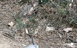 Anh nông dân SN 1990 hốt hoảng bắt gặp 'vị khách' chứa chất kịch độc trong vườn: Công an lập tức xuất hiện gây ngỡ ngàng