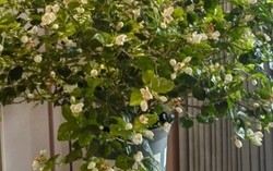 Không phải kim tiền, đây mới là 4 loài cây người giàu thích mê, vừa thẩm mỹ, vừa tốt cho sức khỏe cả nhà