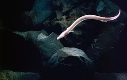 Sinh vật kỳ bí mang hình dáng loài rồng: Chúng có thể bất động trong 7 năm, nhịn ăn 10 năm và thậm chí sống đến hơn một thế kỷ