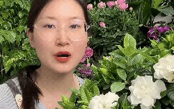 Mua bạch thiên hương về trồng cứ rụng nụ, héo lá: Cẩm nang chăm cây "đỉnh cao" cho người mới, áp dụng là hoa nở thơm ngát cả ban công