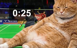 Ứng dụng hay: Chú mèo béo đáng yêu "nằm chình ình" trên màn hình để nhắc nhở mọi người không lướt mạng xã hội nữa